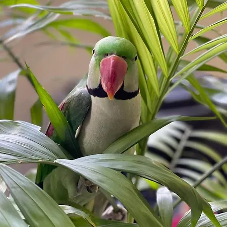 Dom wakacyjny Parrot