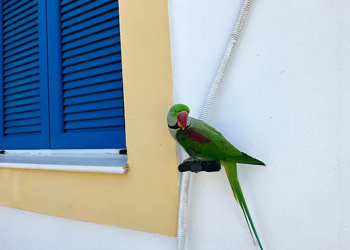 Prázdninový dům Parrot Fratsia