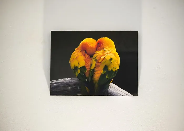 Parrot * Fratsia