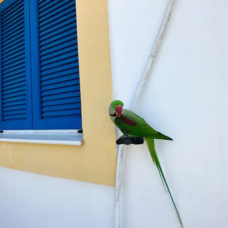 Hébergement de vacances Parrot Fratsia