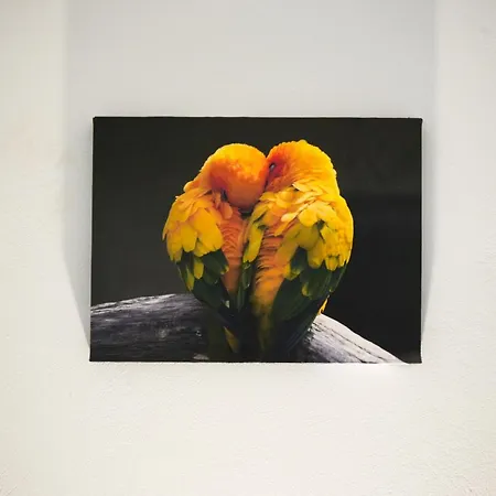 Parrot * Fratsia