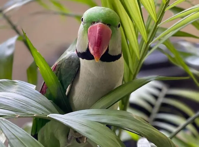 Ferienhaus Parrot